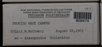 Physarum polycephalum image